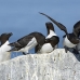 razorbill_msi_h_2406_can1764.jpg
